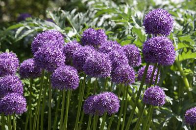 Allium giganteum